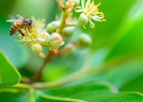 Abeja polinizando una flor entre hojas verdes en Finca Origen