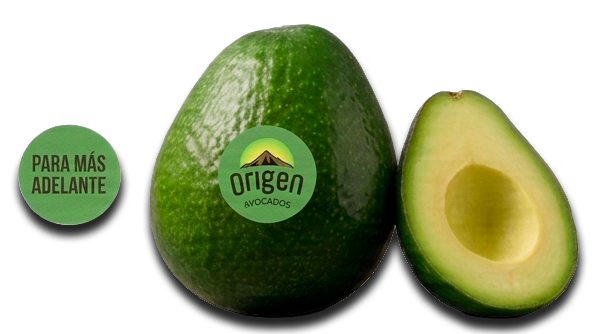 Aguacates con etiqueta verde para madurar entre 10 y 14 días